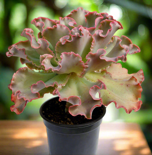 Echeveria Zorro 130mm
