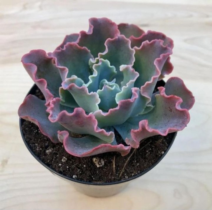 curly succulents for sale Buy Echeveria Curls