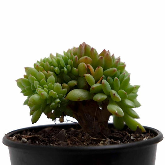 Echeveria Crested 130mm– A Sculptural Succulent Marvel