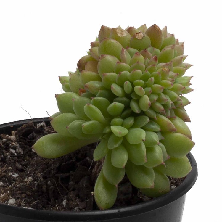 echeveria crested succulent Buy Echeveria Crested