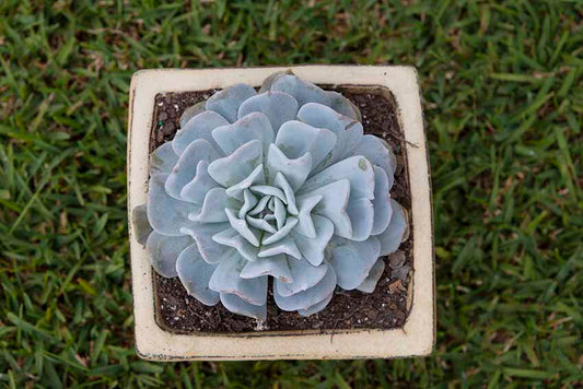 Echeveria Exotic 130mm