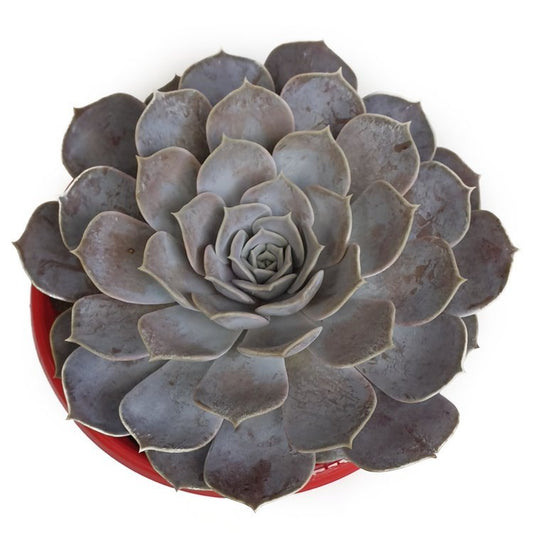 Echeveria Lilacina 130mm
