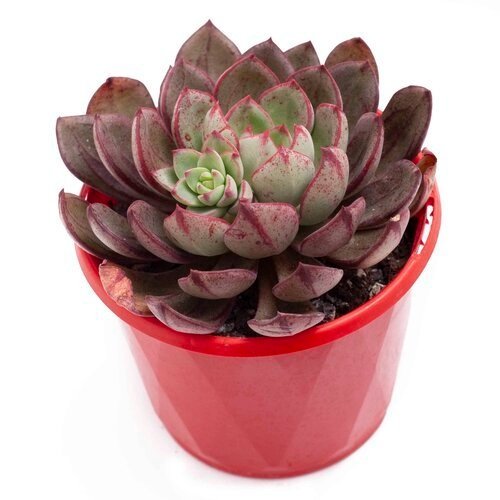 cache bella succulent Echeveria 'Bella Rouge'