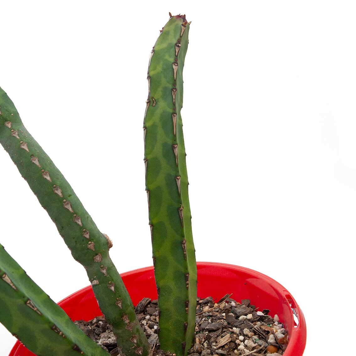 Euphorbia Heterochroma