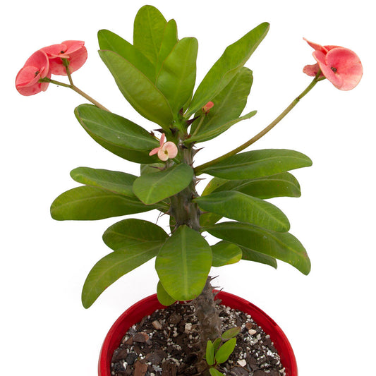 Euphorbia Milli Pink Hybrid