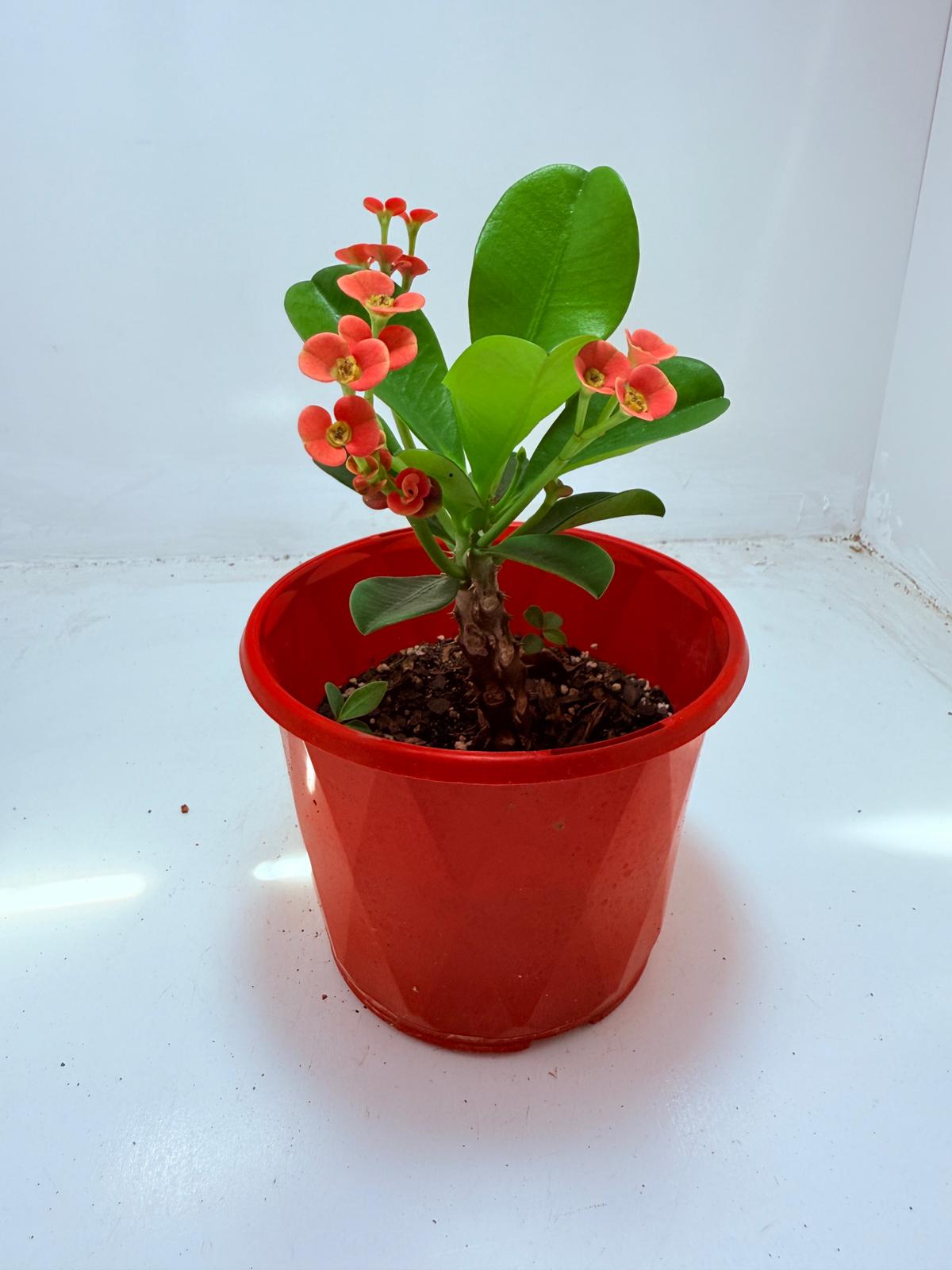 Euphorbia Milli #109