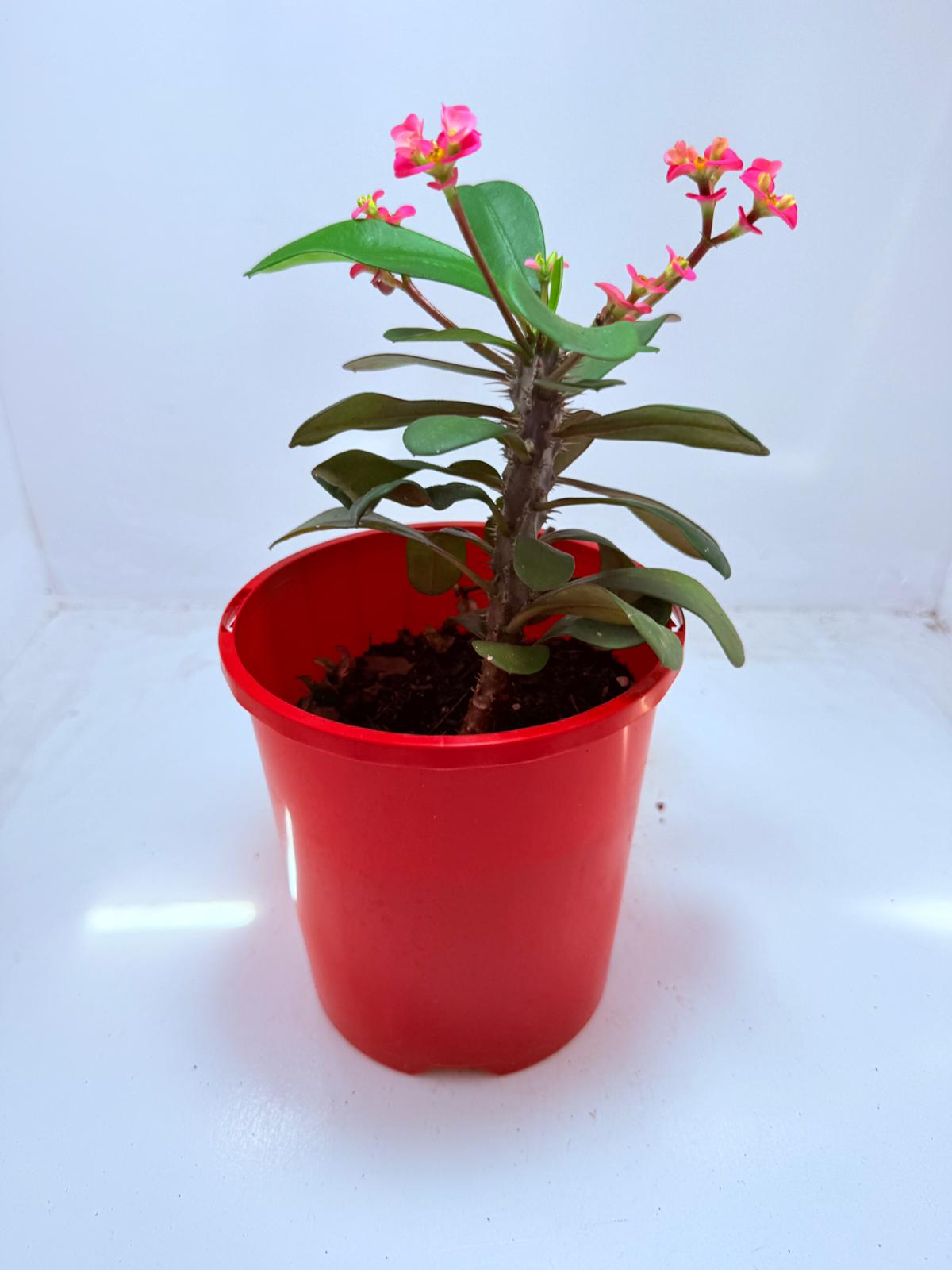 Euphorbia Milli #110