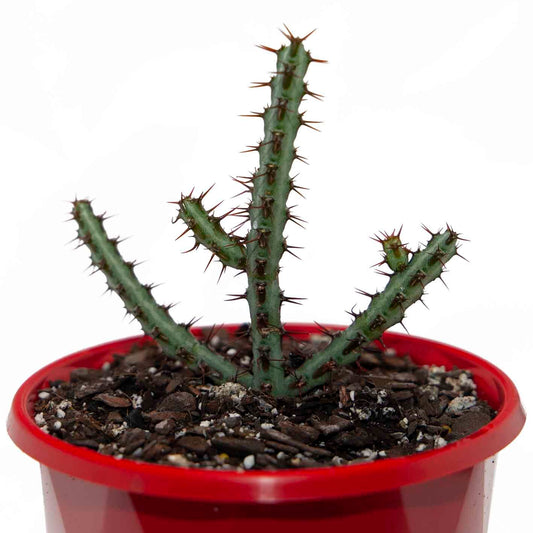 Euphorbia Aeruginosa 'Miniature Saguaro'-130mm