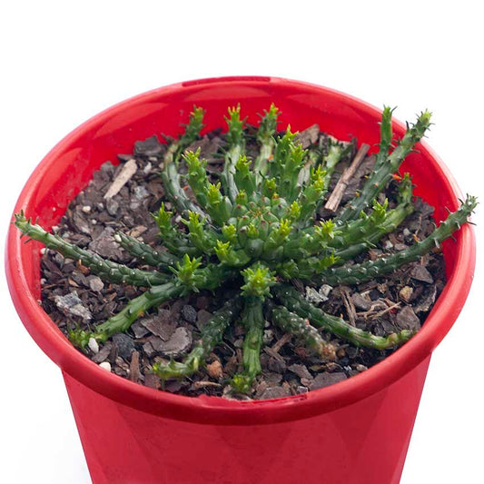 Euphorbia Flanaganii 130mm
