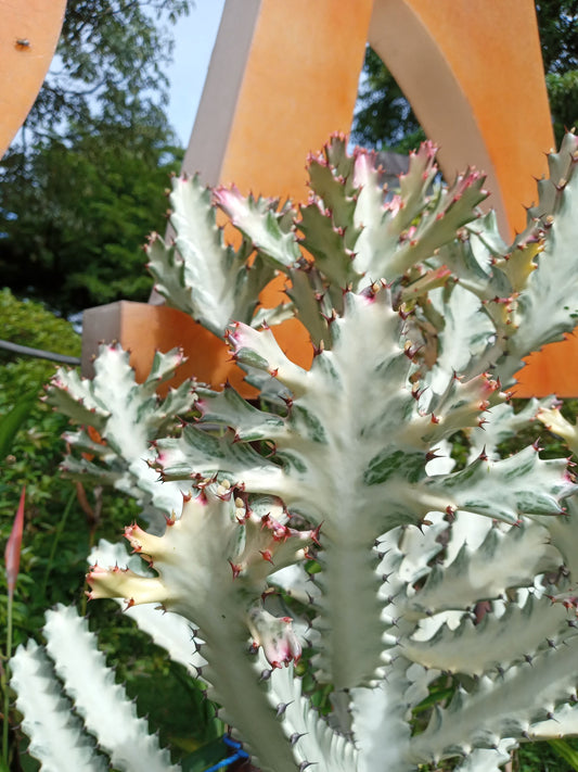 Euphorbia Lactea Ghost Variegated