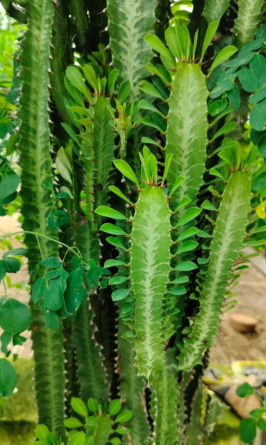 Euphorbia Trigona Green