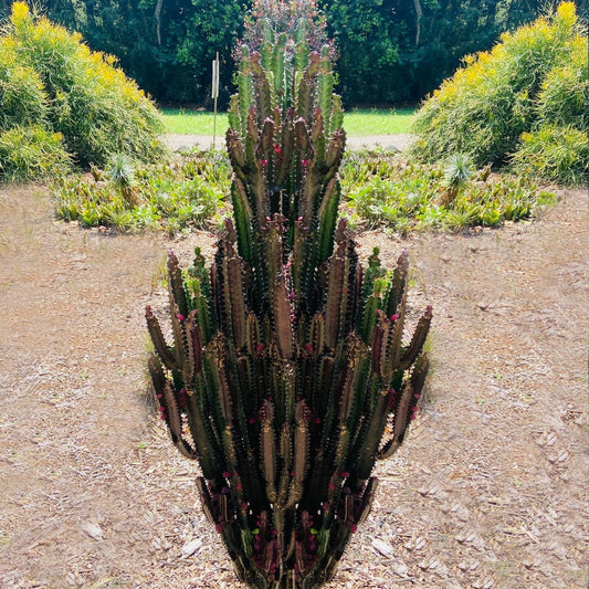 Euphorbia Trigona Purpurea 'Royal Red' 130mm