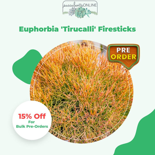 Euphorbia 'Tirucalli' Firesticks (Pre-Order)