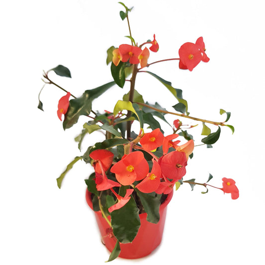 Euphorbia Geroldii(130mm Pot Size)