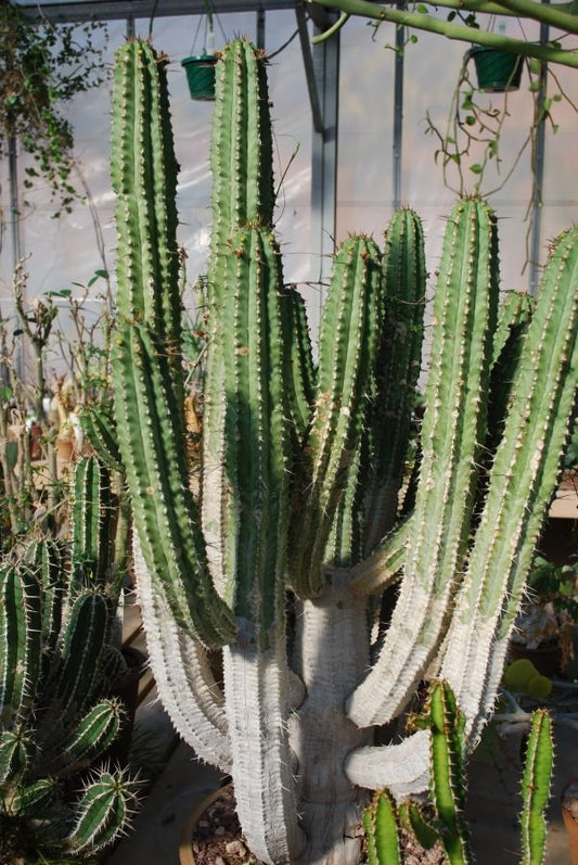Euphorbia Handiensis 130mm