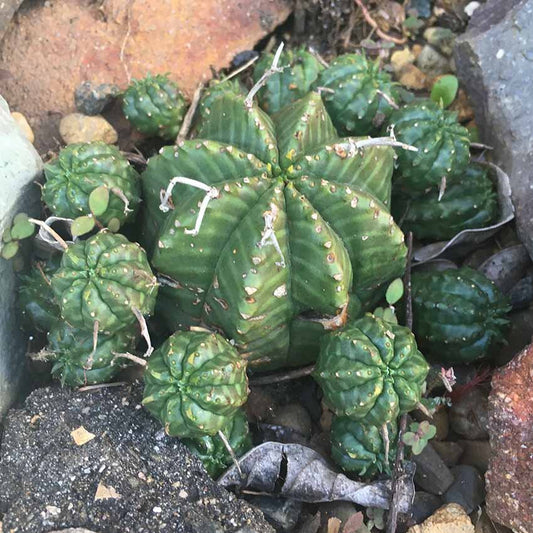 Euphorbia Meloformis 130mm