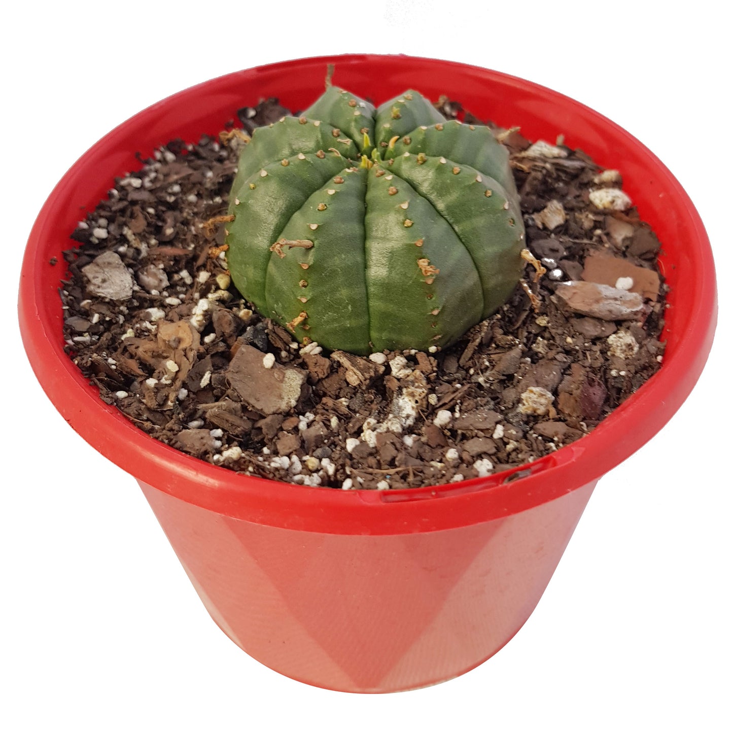 Euphorbia Meloformis 130mm