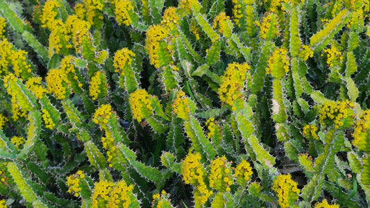 Euphorbia Pseudocactus
