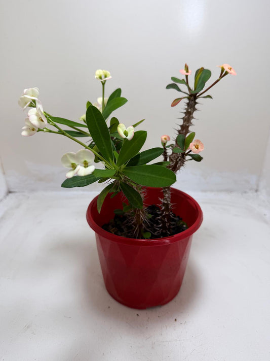 Euphorbia Milli 3 in one #202