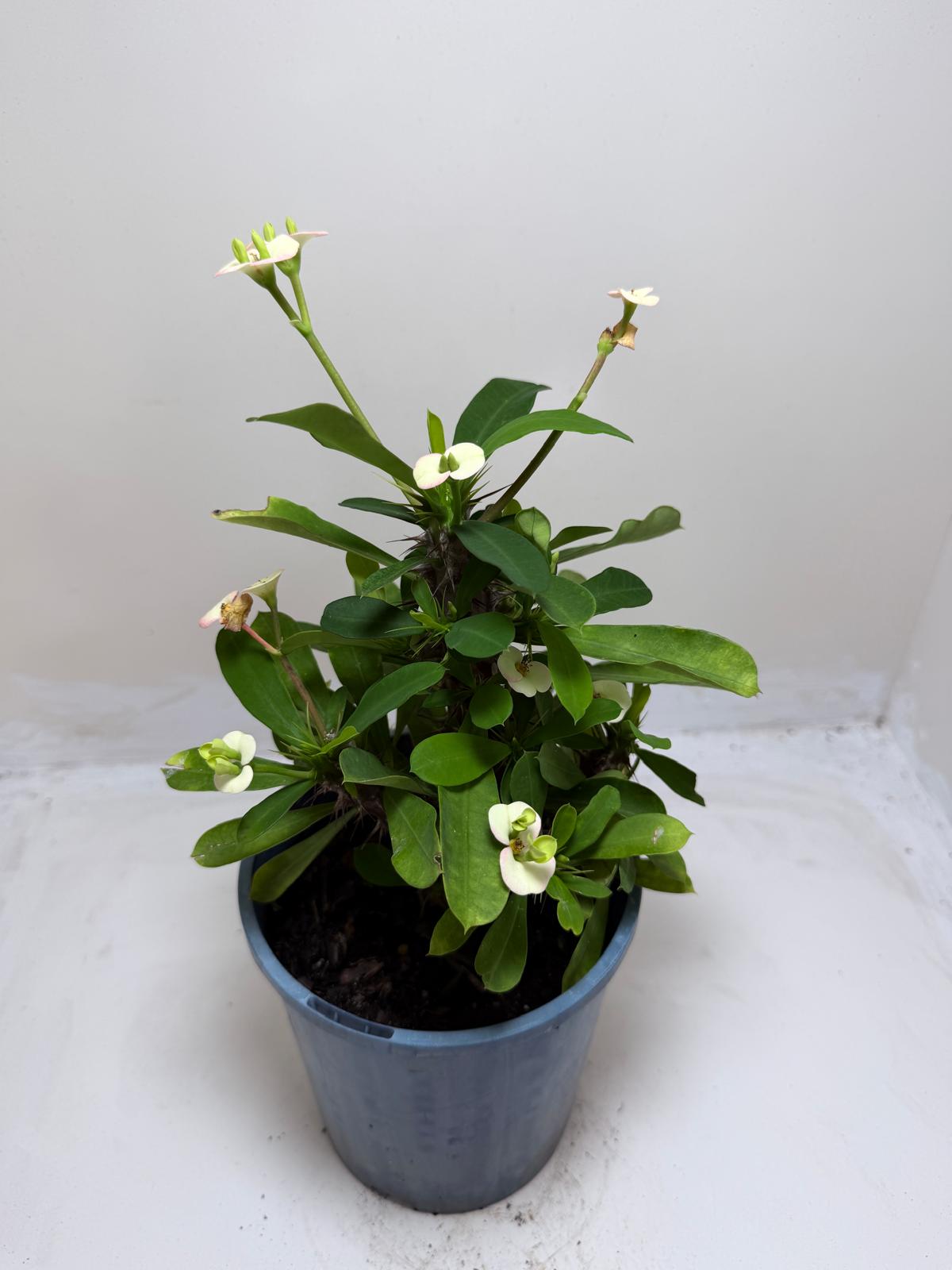 Euphorbia Milli Blush #216