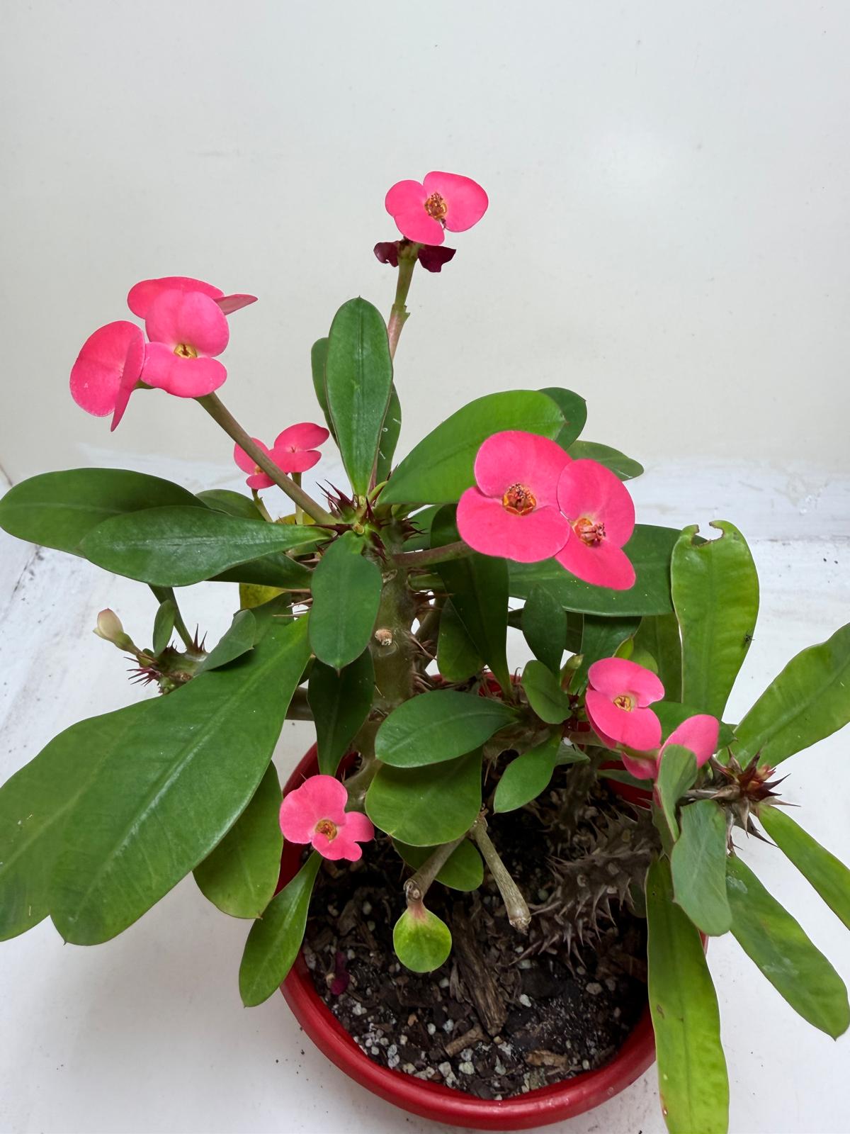 Euphorbia Milli Pink two in one #219