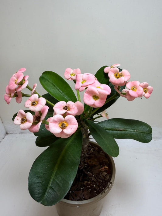 Euphorbia Milli Pink #225