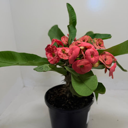 Euphorbia ‘Little Millie’ Red
