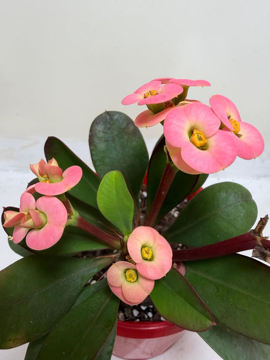 Euphorbia Milli Pink #227