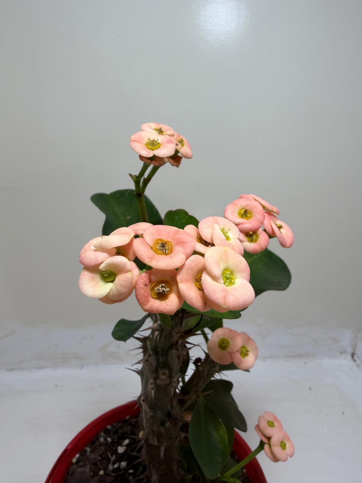 Euphorbia Milli Pink #226