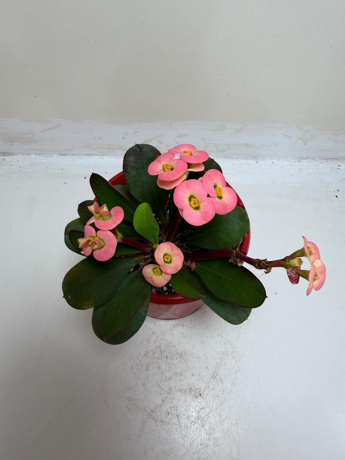 Euphorbia Milli Pink #227