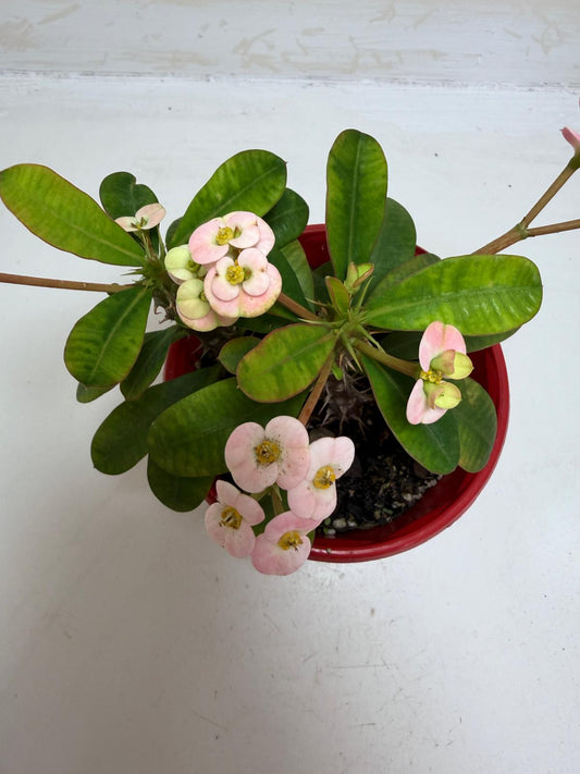 Euphorbia Milli Light Pink two in one #223
