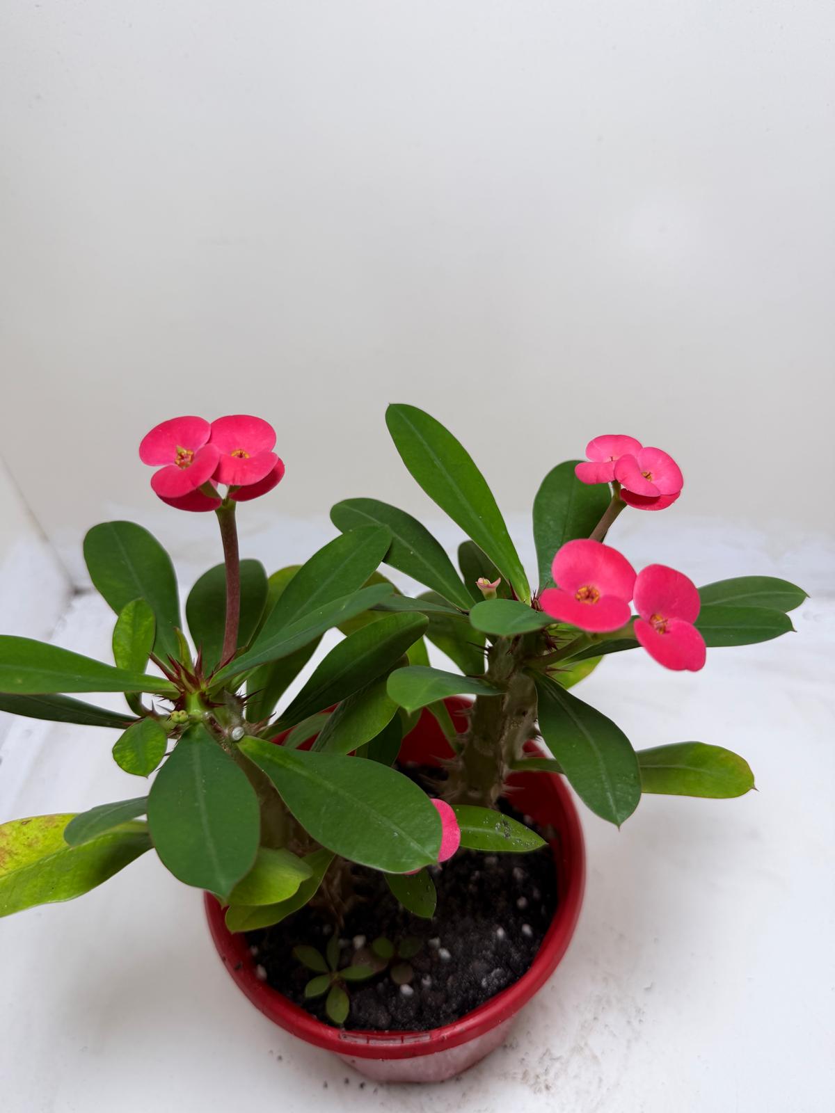 Euphorbia Milli Pink two in one #220