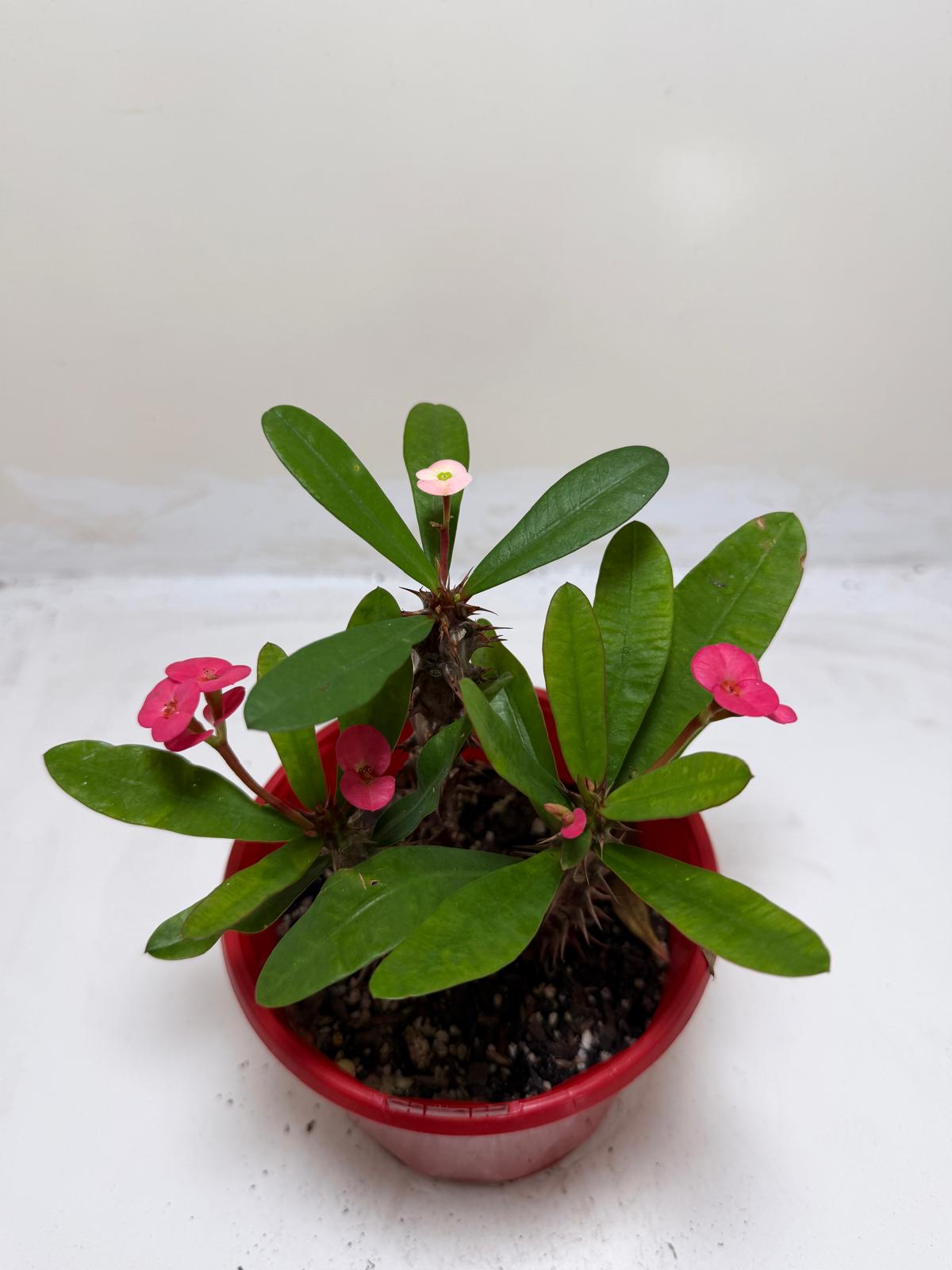 Euphorbia Milli Pink three in one #221