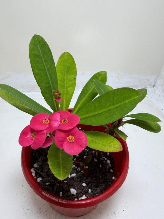 Euphorbia Milli Pink two in one #218