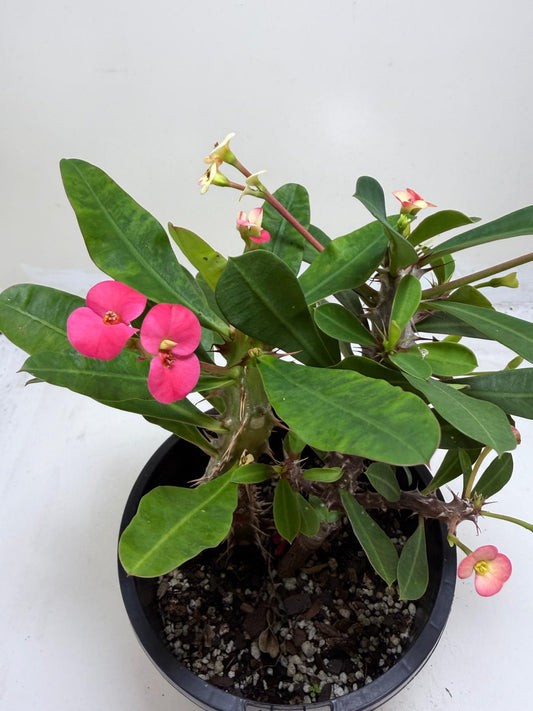 Euphorbia Milli Pink 2 in one #212