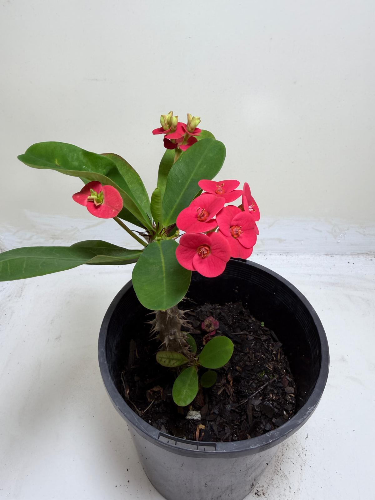 Euphorbia Milli Pink #217