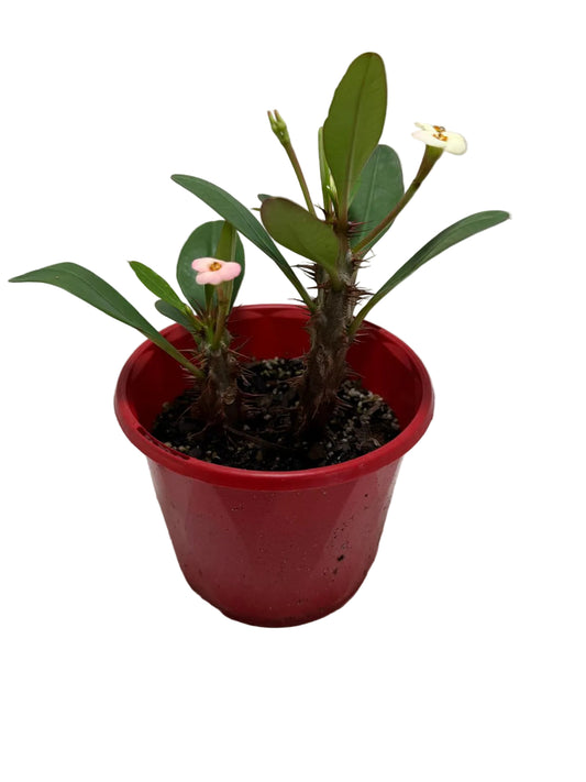 Euphorbia Milli Pink two in one #222