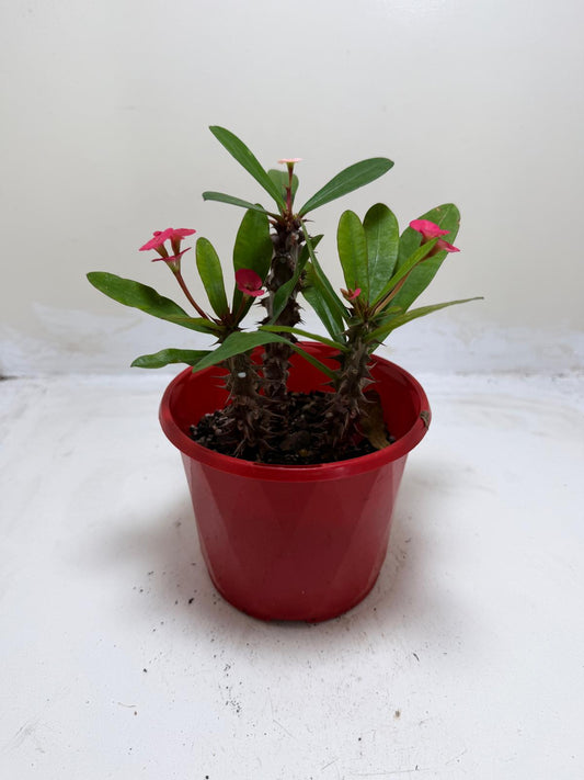 Euphorbia Milli Pink three in one #221