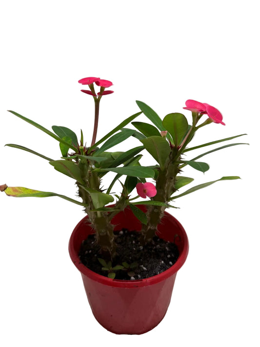 Euphorbia Milli Pink two in one #220