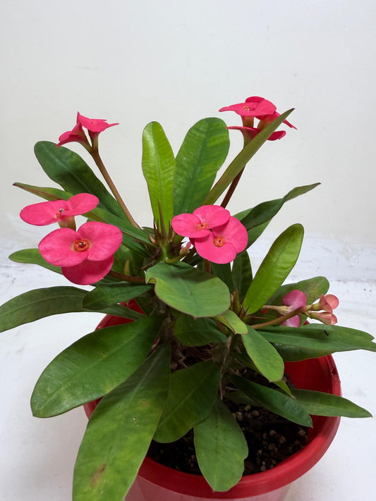 Euphorbia Milli Pink 3 in one #204