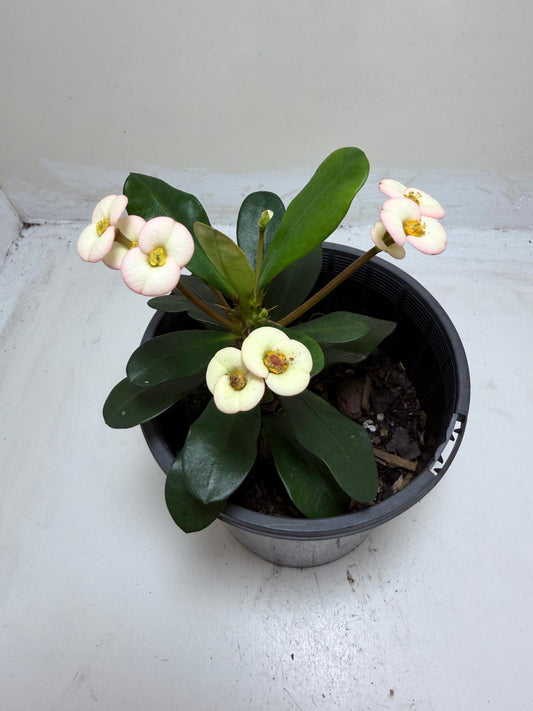 Euphorbia Milli White #205