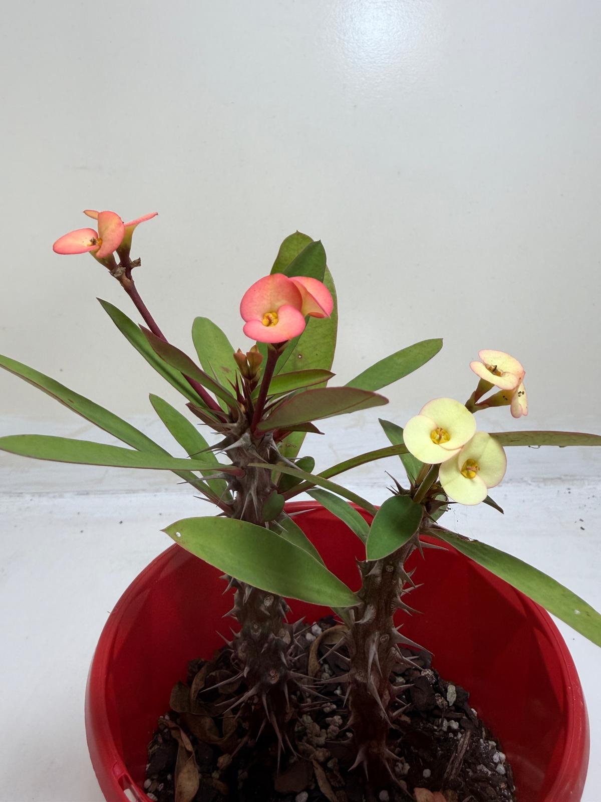 Euphorbia Milli Pink and yellow #228