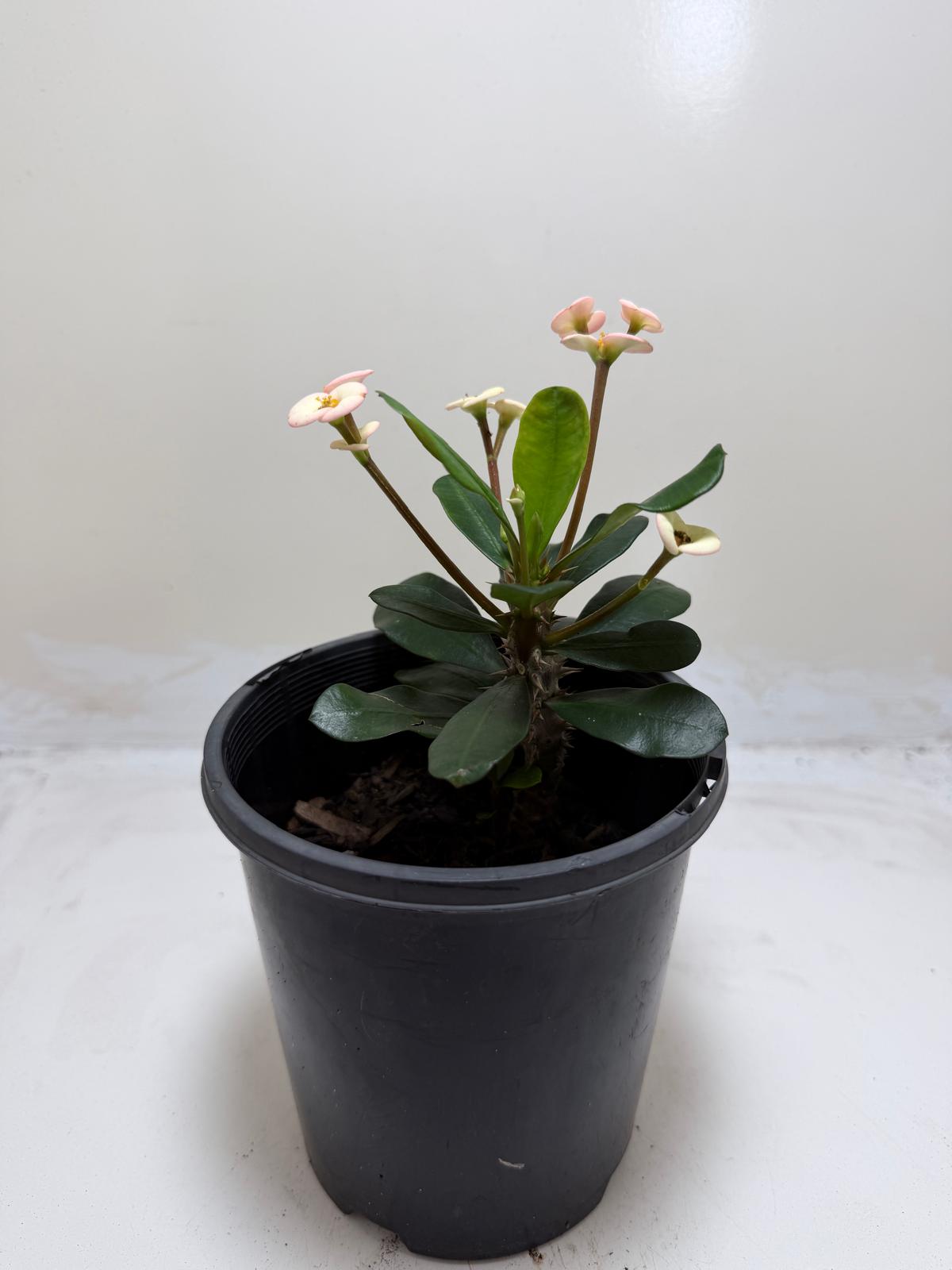 Euphorbia Milli White #205