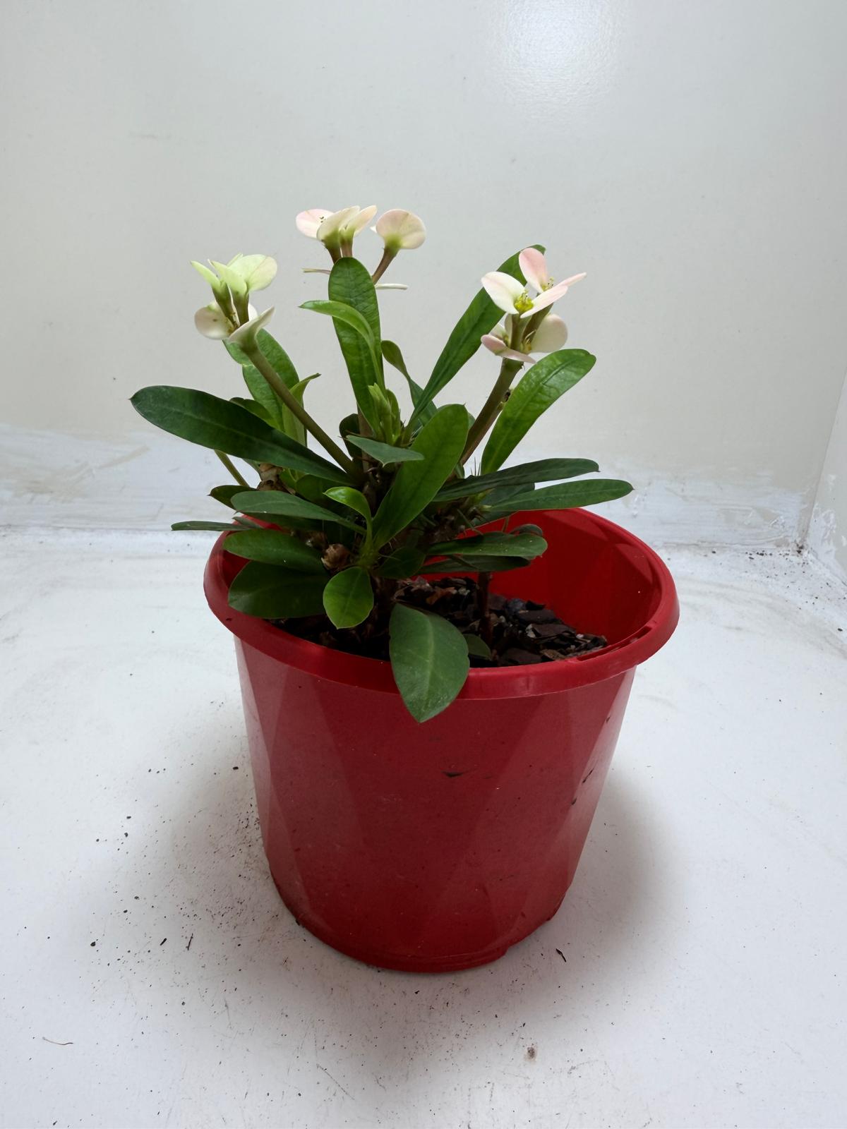 Euphorbia Milli White #214