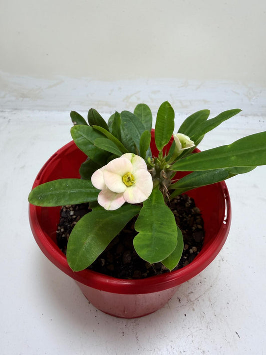 Euphorbia Milli White twin one #211