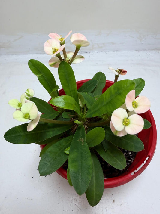 Euphorbia Milli White #214