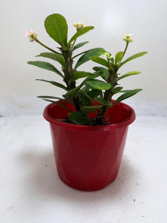 Euphorbia Milli White 2 in one #213