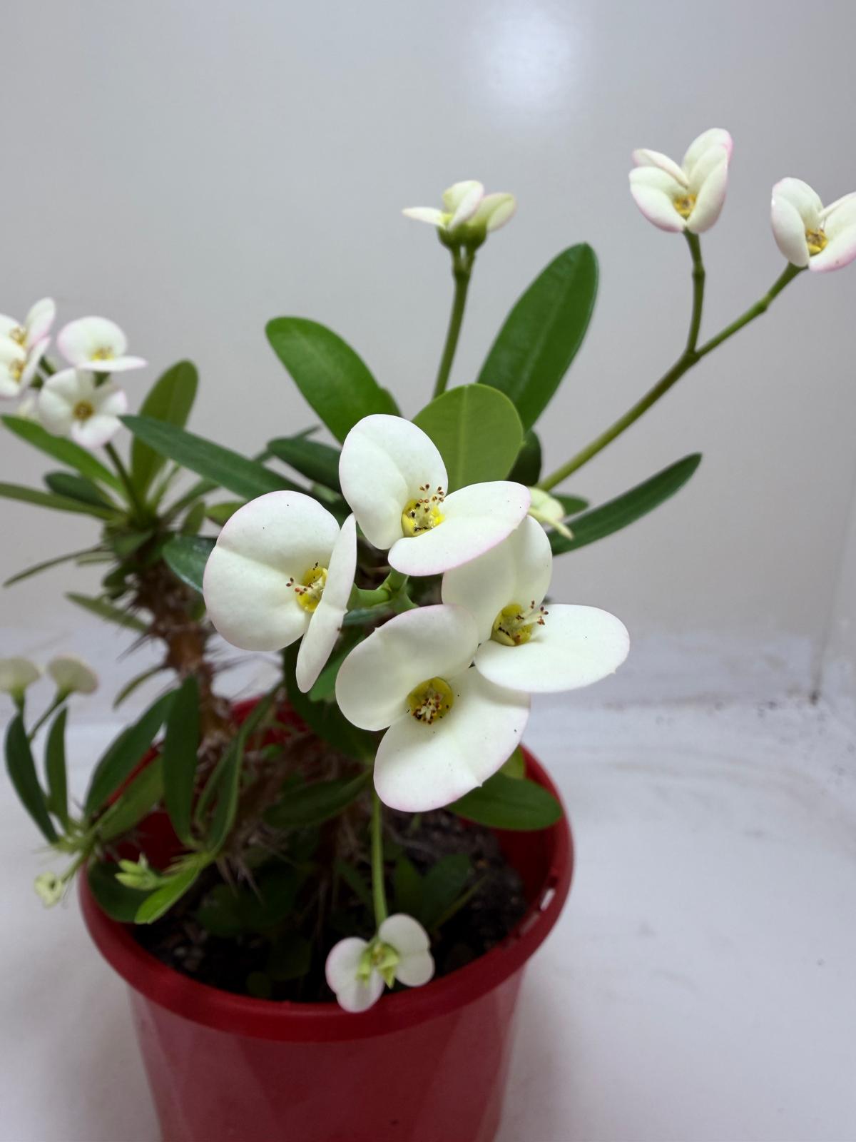 Euphorbia Milli white 3 in one #200