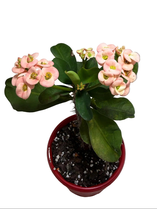 Euphorbia Milli Coral #224