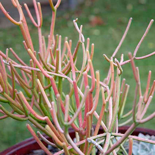 Euphorbia 'Tirucalli' Firesticks